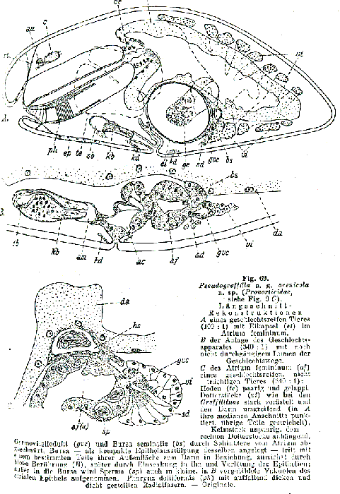 Pseudograffilla arenicola