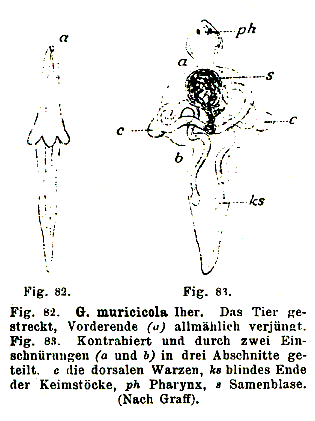 Graffilla muricicola