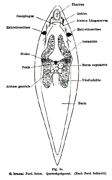 Graffilla brauni