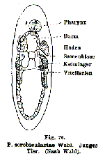 Paravortex scrobiculariae
