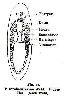 Paravortex scrobiculariae