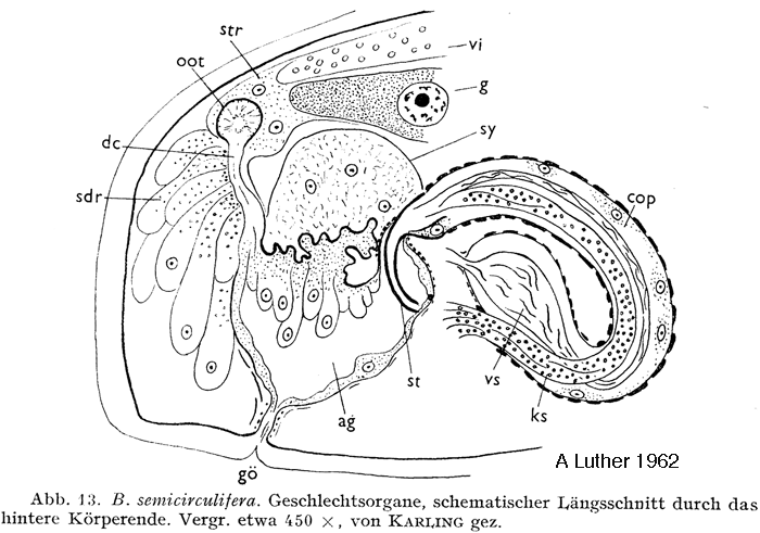 Balgetia semicirculifera