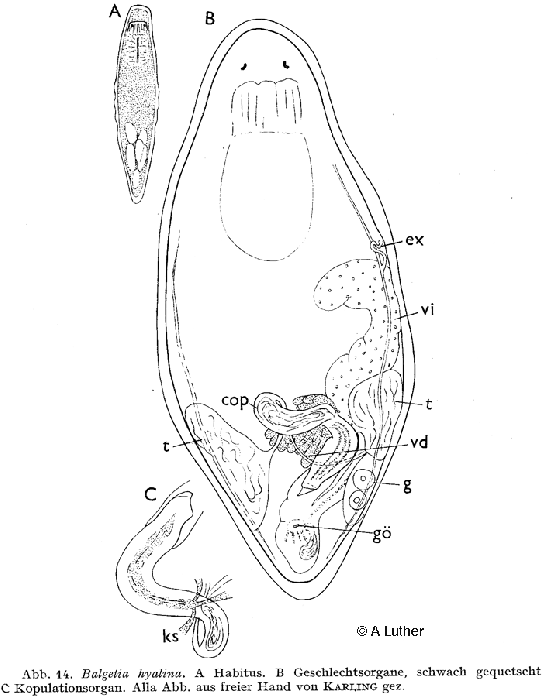 Balgetia hyalina