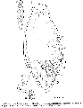 Platyhelminthes (flatworms)