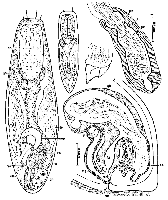 Balgetia pacifica