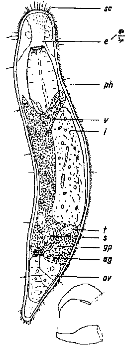 Balgetia papii