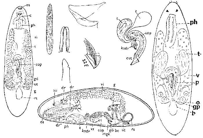 Hangethellia calceifera