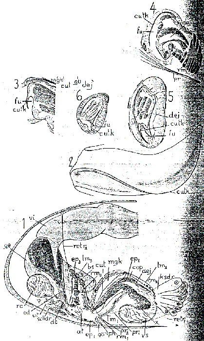 Hangethellia calceifera calceifera