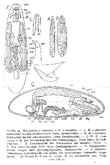 Hangethellia calceifera calceifera