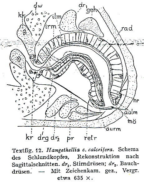 Hangethellia calceifera calceifera