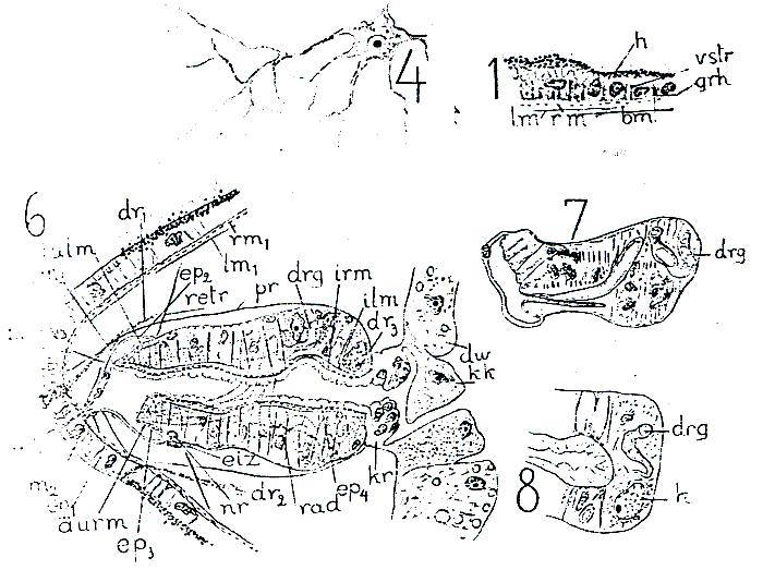 Hangethellia calceifera norvegica