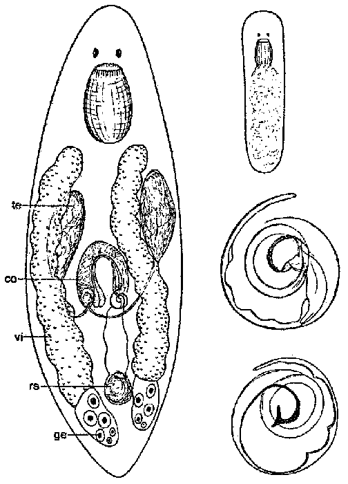 Pogaina annulata