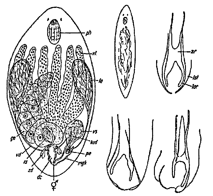 Selimia vivida