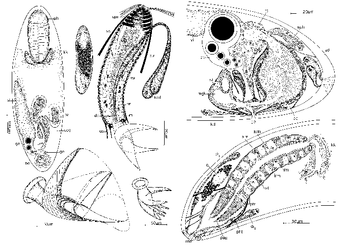 Drepanilla limophila