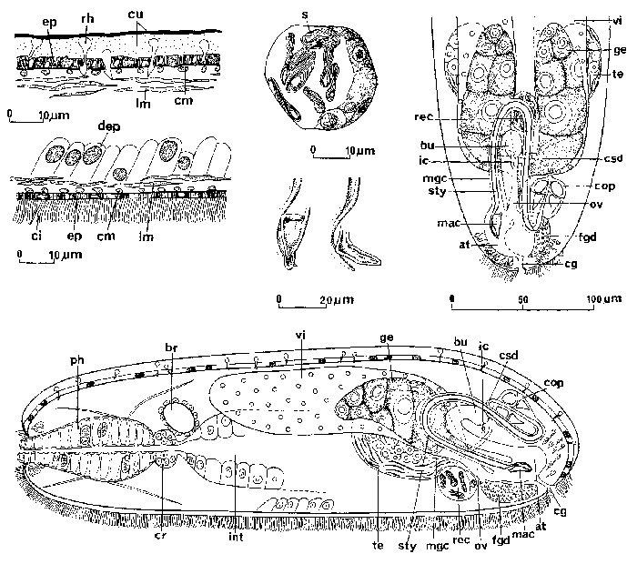 Hypoblepharina boehmigi