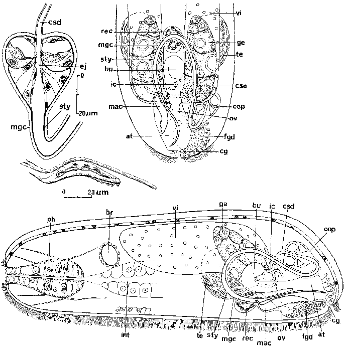 Hypoblepharina serrifera