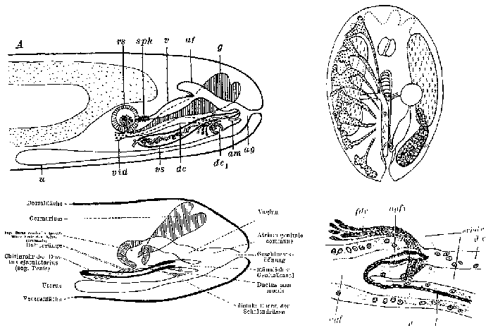 Anoplodium parasita