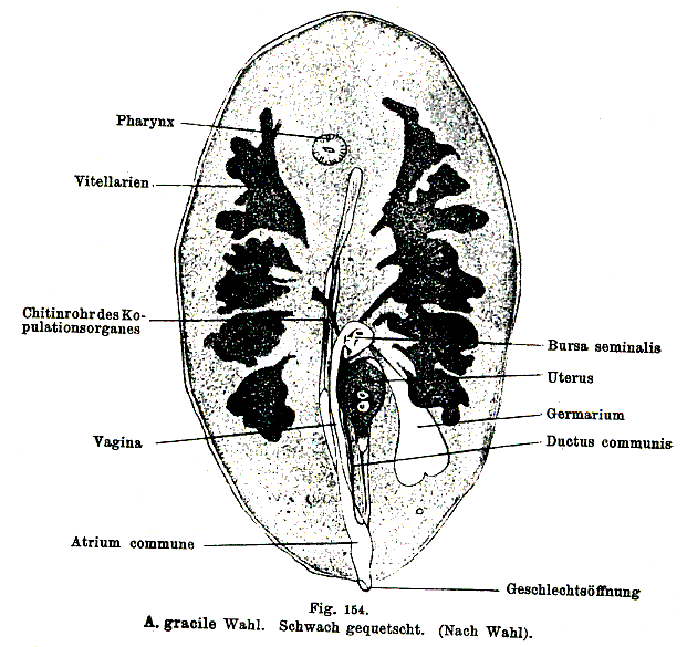 Anoplodium gracile