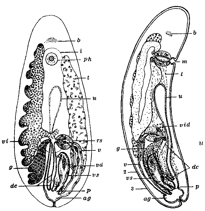 Anoplodium graffi