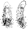 Platyhelminthes (flatworms)