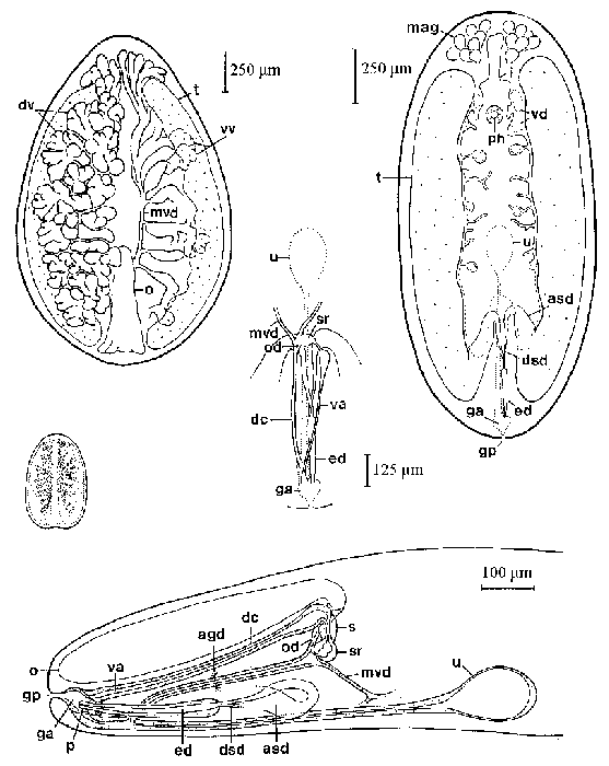 Anoplodium hymanae