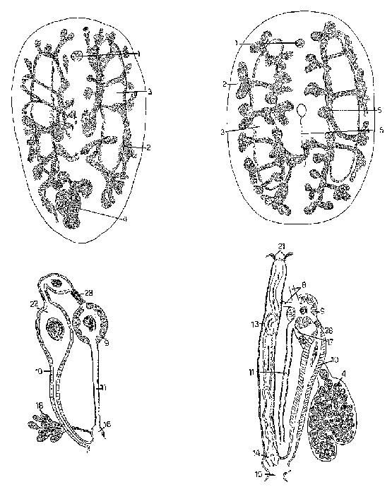 Anoplodium longiductum