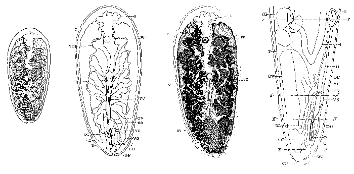 Anoplodium mediale