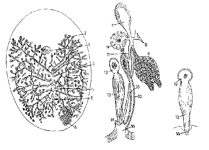 Anoplodium ramosum