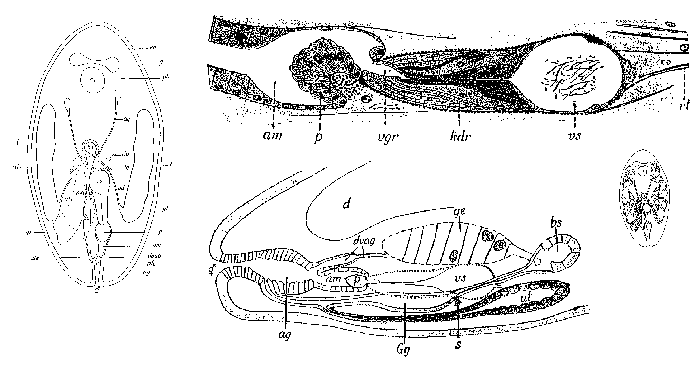 Anoplodium stichopi