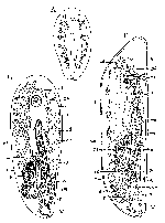 Anoplodium tubiferum