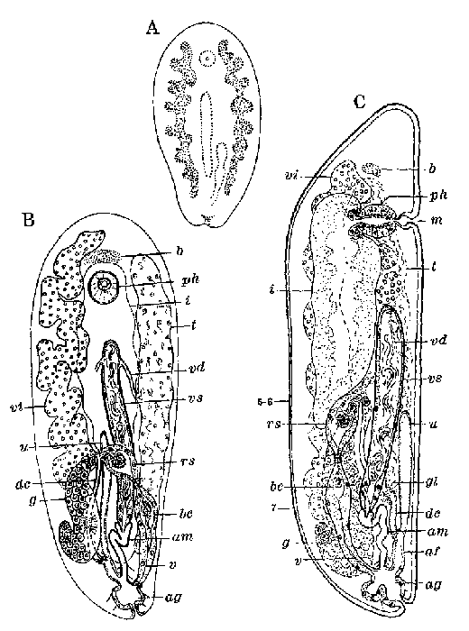 Anoplodium tubiferum