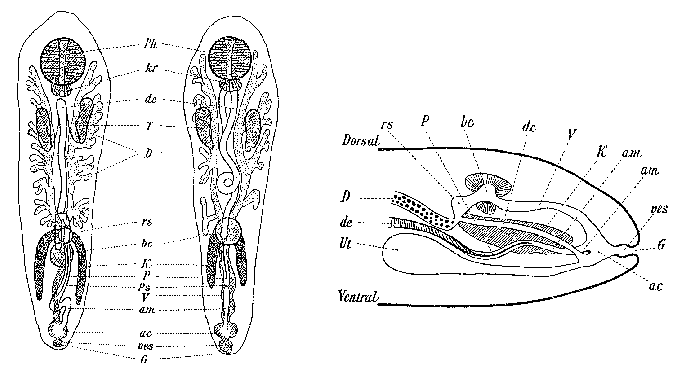 Umagilla forskalensis