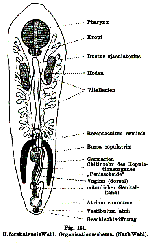 Umagilla forskalensis