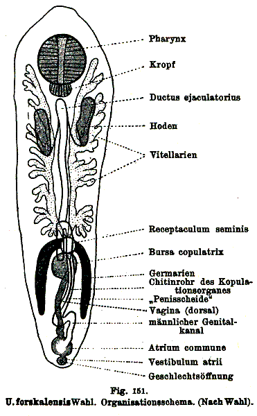 Umagilla forskalensis