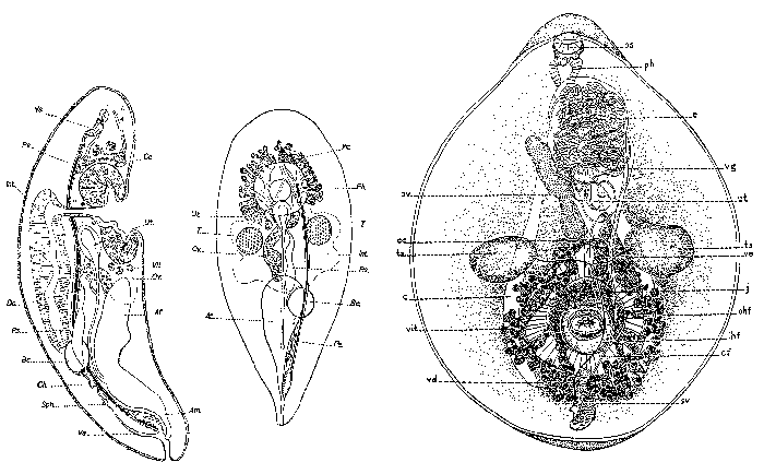 Cleistogamia holothuriana