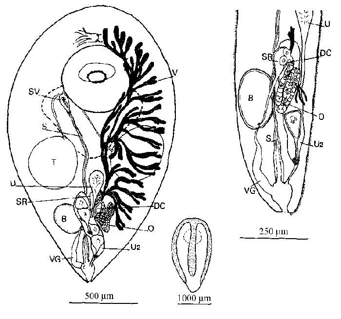 Cleistogamia heronensis