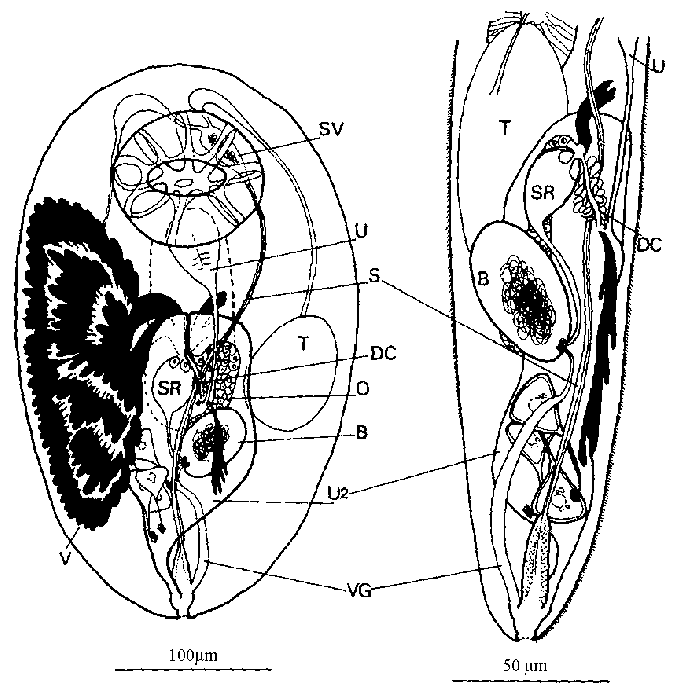 Cleistogamia pallii