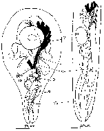 Cleistogamia pulchra