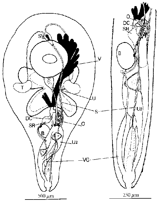 Cleistogamia pulchra