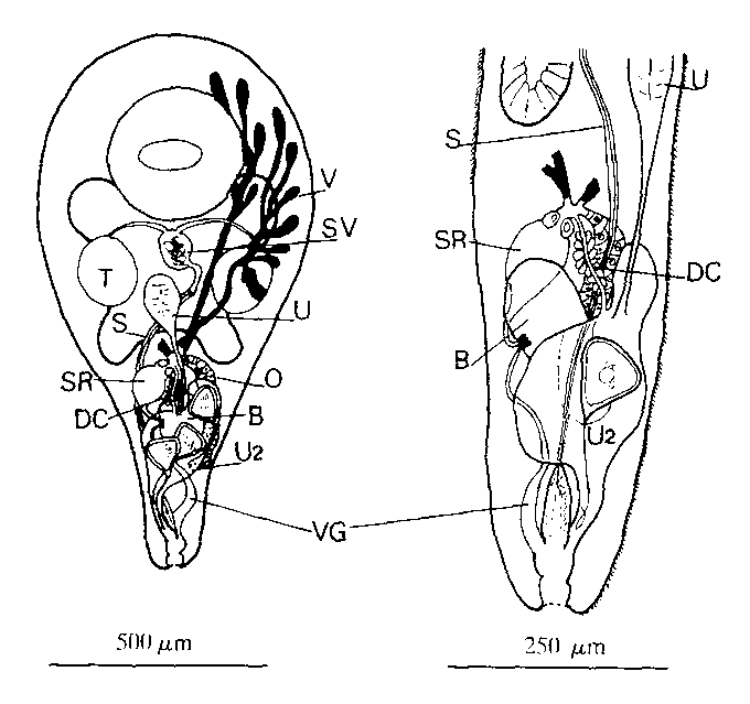 Cleistogamia pyriformis