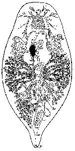 Syndesmis echinorum