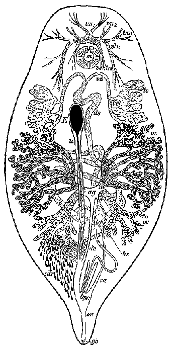 Syndesmis echinorum