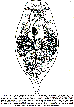 Syndesmis echinorum