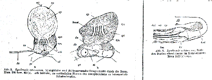 Syndesmis echinorum