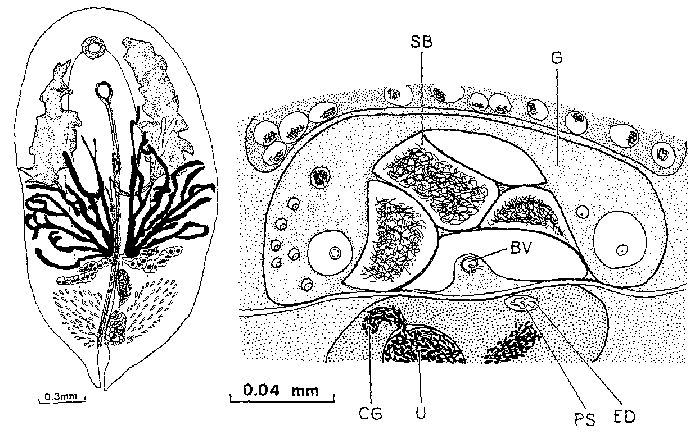 Syndesmis alcalai