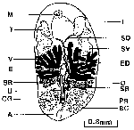 Syndesmis compacta