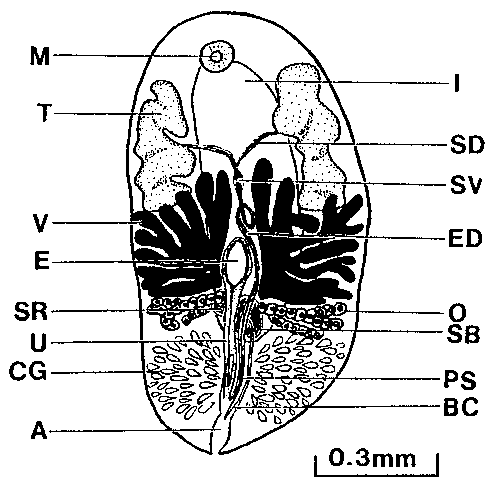 Syndesmis compacta