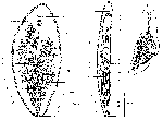 Syndesmis dendrastrorum