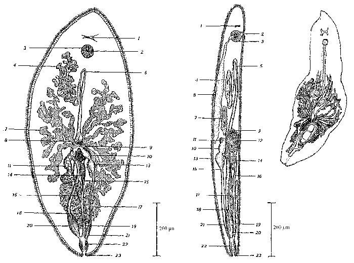 Syndesmis dendrastrorum