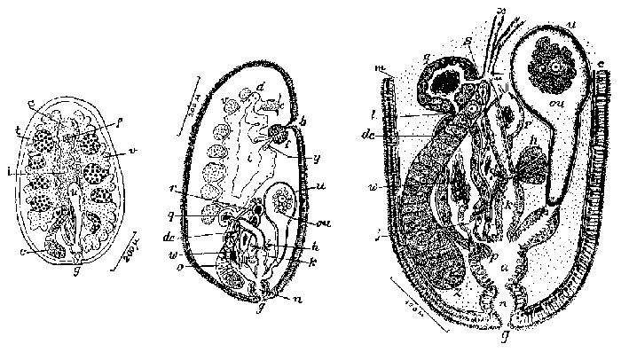 Syndesmis evelinae